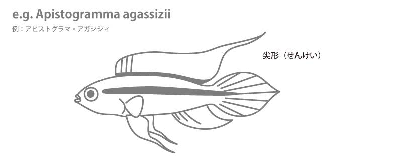 魚の各部名称 アクアリウムwiki