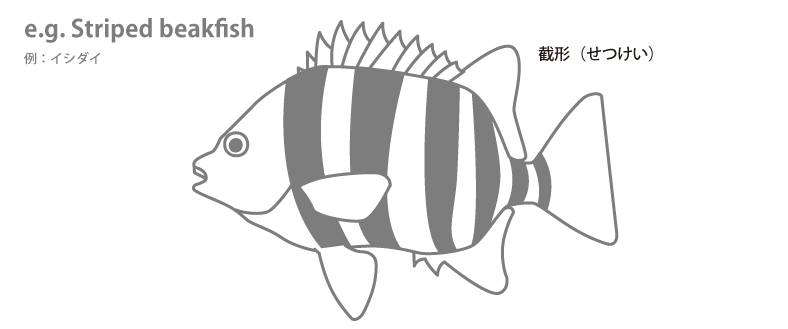 魚の各部名称 アクアリウムwiki