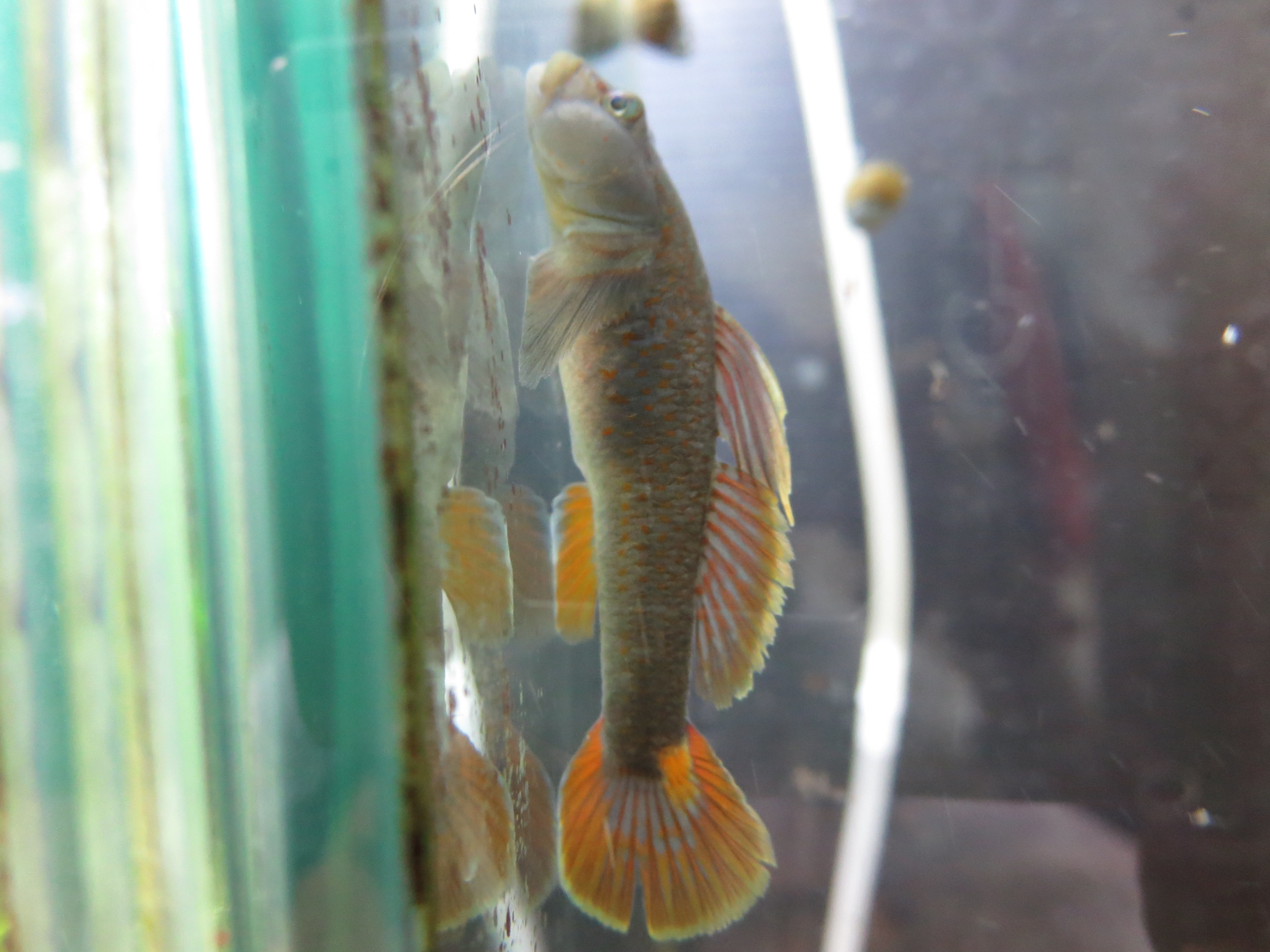 ヨシノボリ アクアリウムwiki