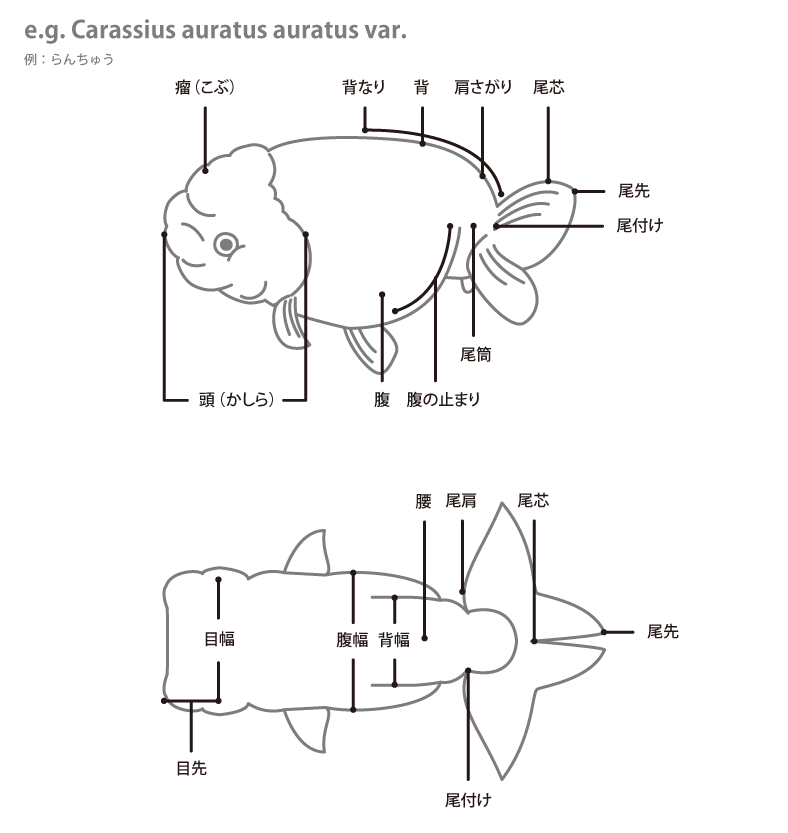 金魚の各部名称 アクアリウムwiki