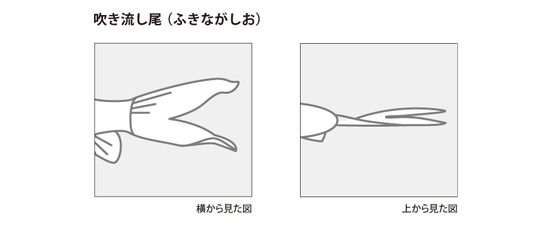 金魚の各部名称 アクアリウムwiki