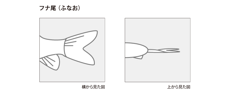 金魚の各部名称 アクアリウムwiki