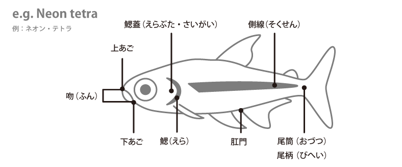 魚の各部名称 アクアリウムwiki