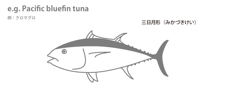 魚の各部名称 アクアリウムwiki