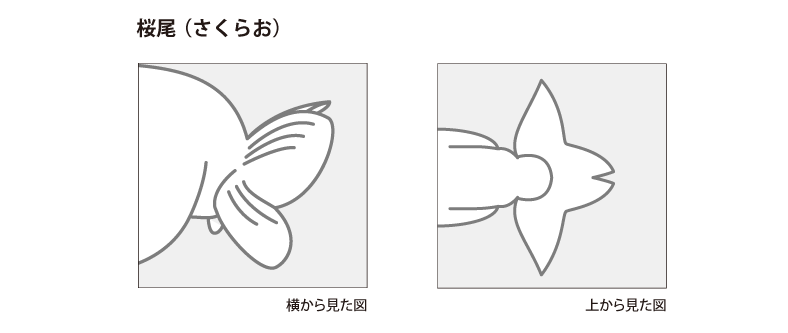 金魚の各部名称 アクアリウムwiki