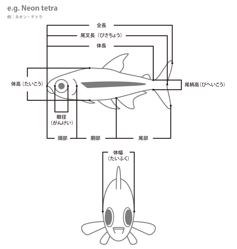 魚の各部名称 アクアリウムwiki