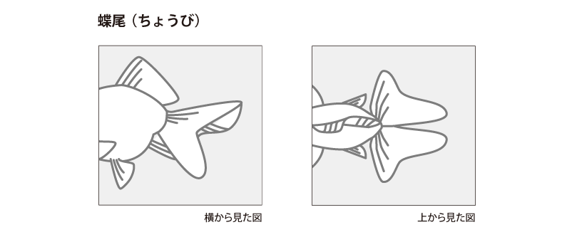 金魚の各部名称 アクアリウムwiki