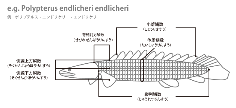 魚の各部名称 アクアリウムwiki