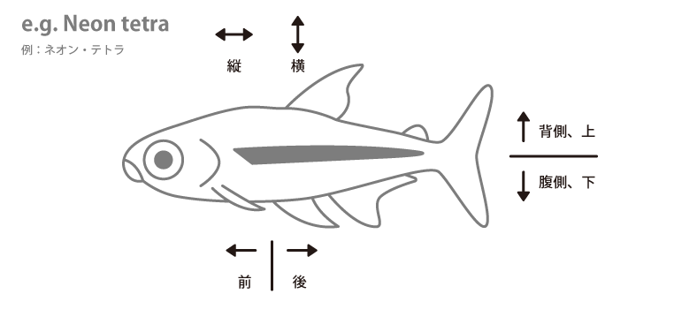 魚の各部名称 アクアリウムwiki