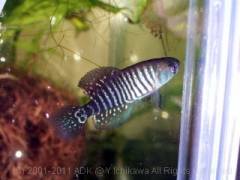 adloffiAlvorada2.jpg adloffiAlvorada2.jpg