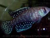 アウストロレビアス・ニグリピニス・マッシュワイズ アウストロレビアス・ニグリピニス・マッシュワイズ