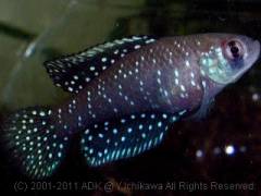 nigripinnis Maschwitz MF1-02-1.jpg nigripinnis Maschwitz MF1-02-1.jpg