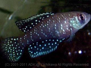 アウストロレビアス・ニグリピンニス・マッシュワイズ アウストロレビアス・ニグリピンニス・マッシュワイズ