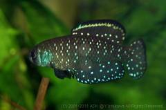 nigripinnis Gualeguaychu1.jpg nigripinnis Gualeguaychu1.jpg