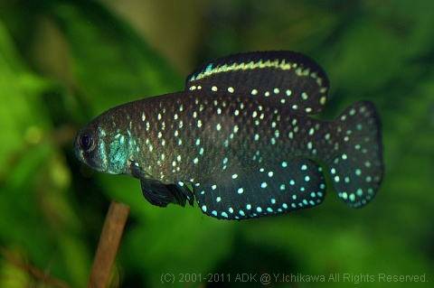 アウストロレビアス・ニグリピンニス アウストロレビアス・ニグリピンニス