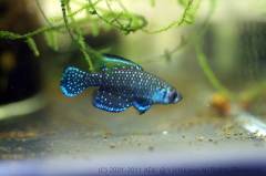 nigripinnisAguapey2.jpg nigripinnisAguapey2.jpg