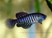 viariusBarradeValizas1.jpg viariusBarradeValizas1.jpg