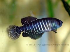 viariusBarradeValizas1.jpg viariusBarradeValizas1.jpg