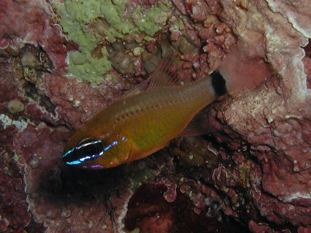 アオスジテンジクダイ アオスジテンジクダイ