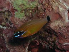 アオスジテンジクダイ.jpg アオスジテンジクダイ.jpg