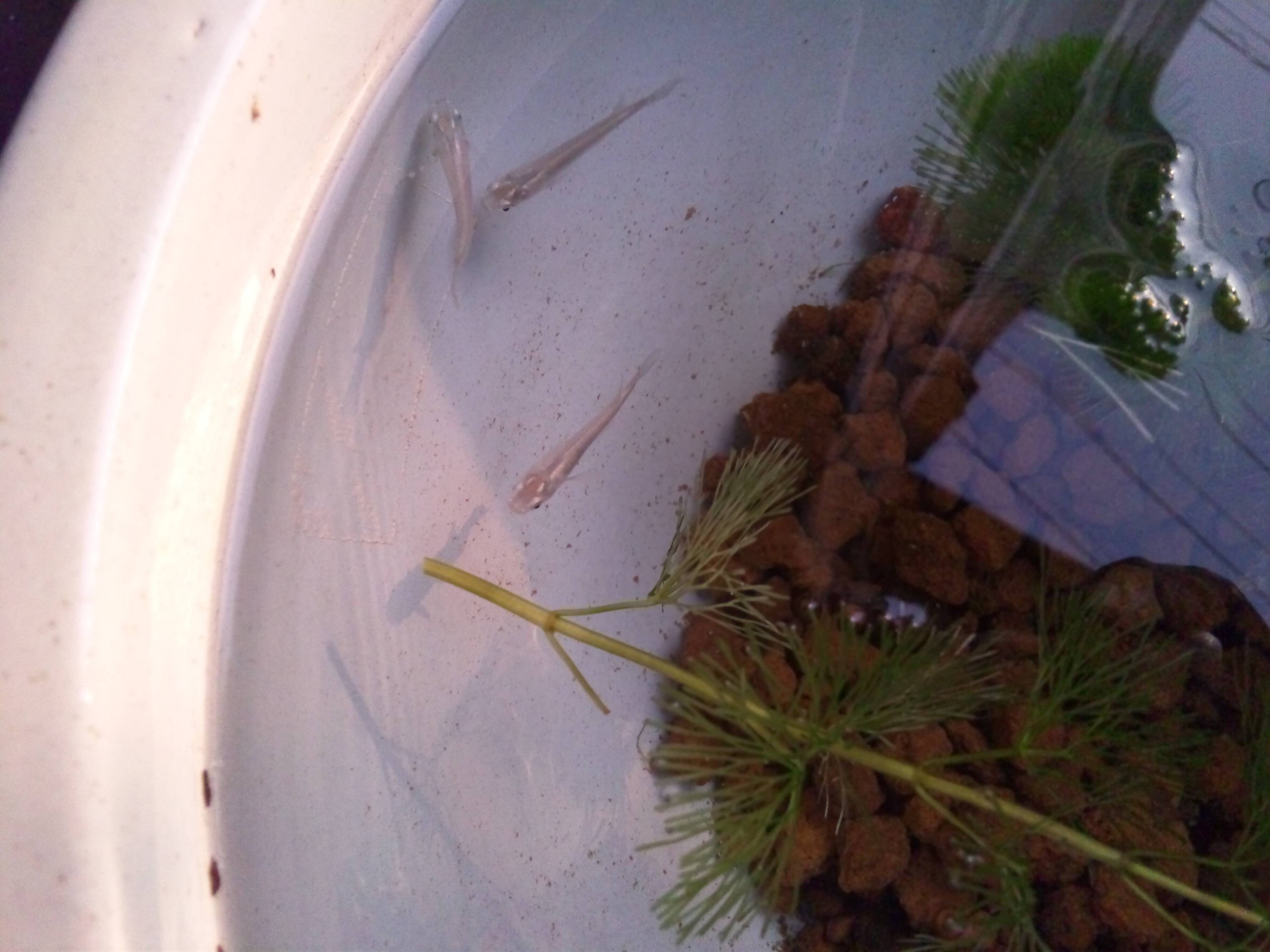 青メダカ 青メダカ