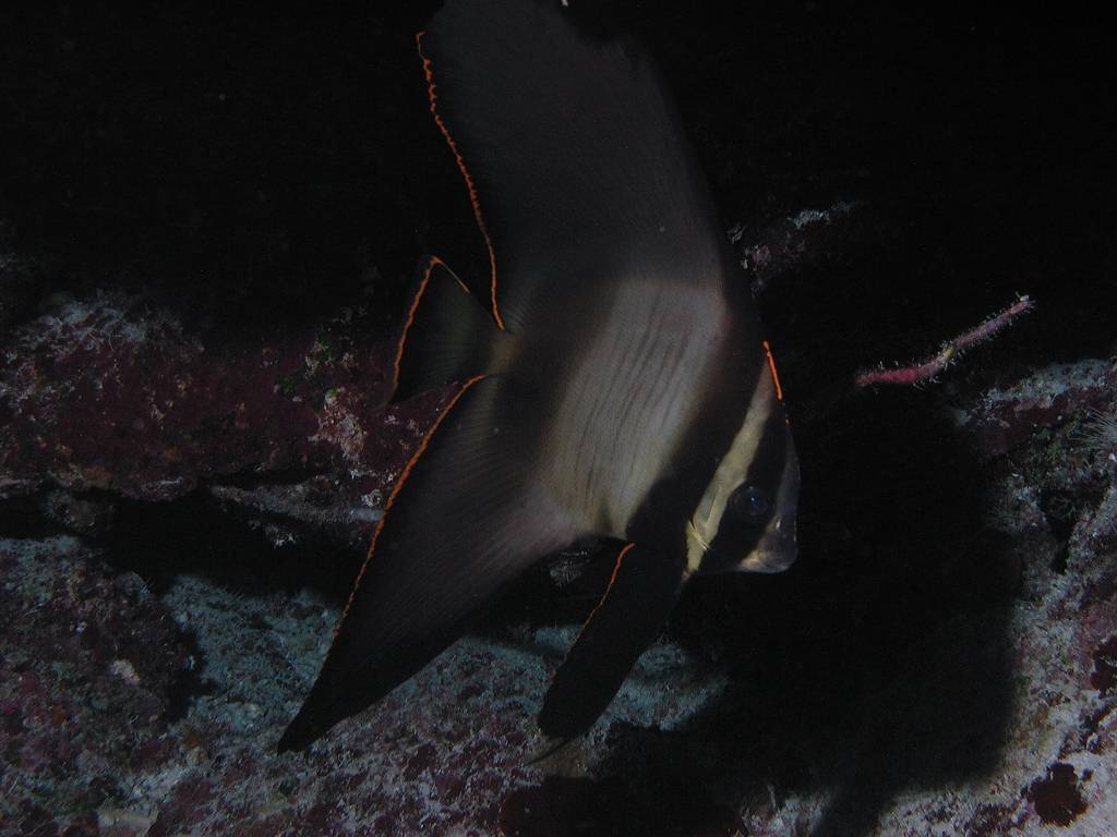 アカククリ アカククリ