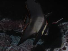 アカククリ.jpg アカククリ.jpg