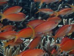 アカネハナゴイ.jpg アカネハナゴイ.jpg