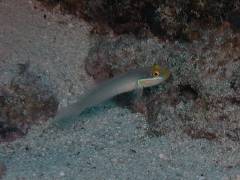 アカハチハゼ.jpg アカハチハゼ.jpg