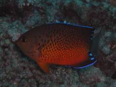 アカハラヤッコ.jpg アカハラヤッコ.jpg