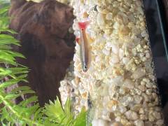 46C718AF-B63C-48B7-AC41-27CE858AA04E.jpeg 46C718AF-B63C-48B7-AC41-27CE858AA04E.jpeg