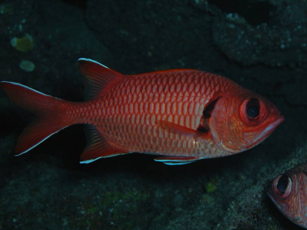 アカマツカサ アカマツカサ