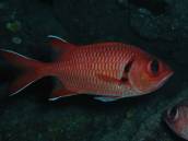 アカマツカサ アカマツカサ