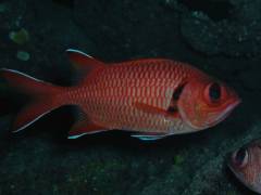 アカマツカサ.jpg アカマツカサ.jpg