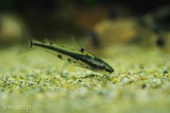 Pelteobagrus ornatus5443.jpg Pelteobagrus ornatus5443.jpg