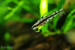 Pelteobagrus ornatus5453.jpg Pelteobagrus ornatus5453.jpg