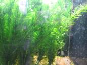 アナカリス アナカリス