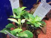 アヌビアス・ナナ・PINTO アヌビアス・ナナ・PINTO