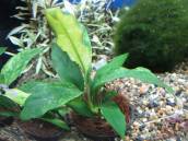 アヌビアス・バルテリー・バー・グラブラ アヌビアス・バルテリー・バー・グラブラ