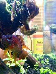 7BA0AA5F-6632-4550-BEE7-133836433518.jpeg 7BA0AA5F-6632-4550-BEE7-133836433518.jpeg