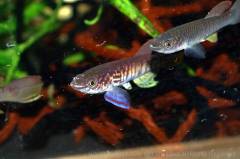 sjoestedti4.jpg sjoestedti4.jpg