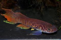 sjoestedti5.jpg sjoestedti5.jpg