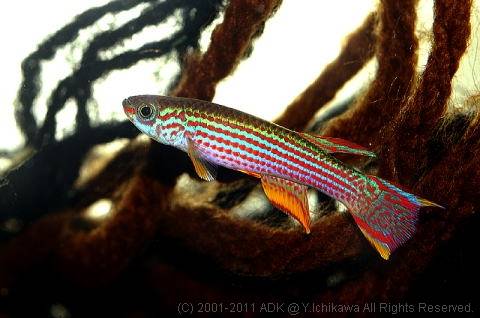 アフィオセミオン・ストレータム アフィオセミオン・ストレータム