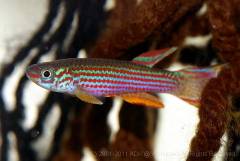 striatum3.jpg striatum3.jpg