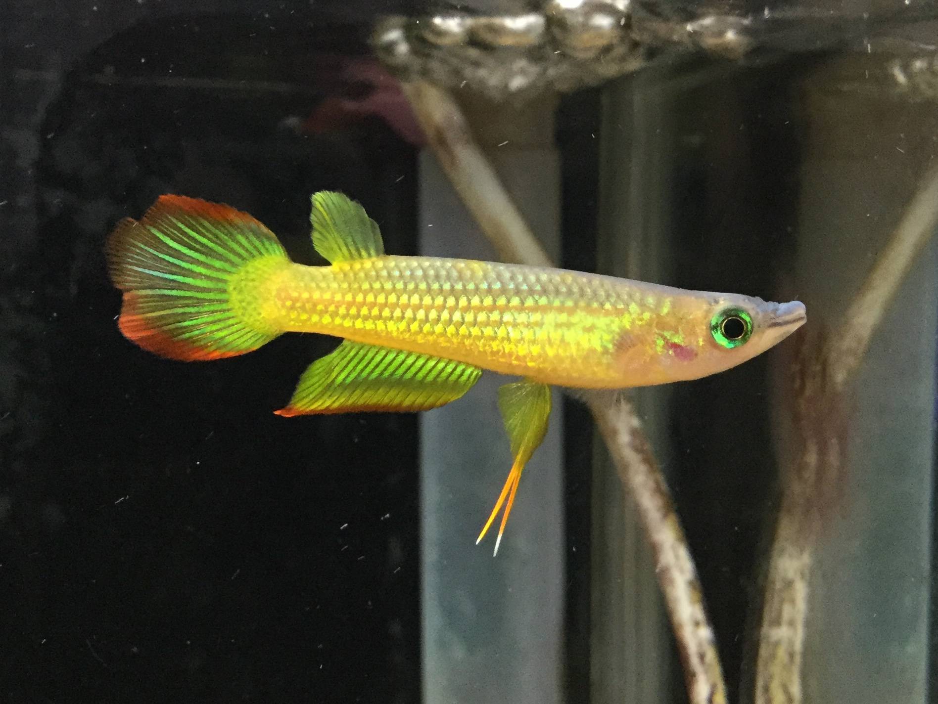 アプロケイルス・リネアータス・スマラグド アプロケイルス・リネアータス・スマラグド