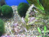 アポノゲトン・アペンディキュラータス アポノゲトン・アペンディキュラータス