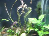 アポノゲトン・トフス アポノゲトン・トフス