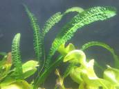 アポノゲトン・ボイビニアヌス アポノゲトン・ボイビニアヌス