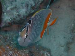 アミメチョウチョウウオ.jpg アミメチョウチョウウオ.jpg