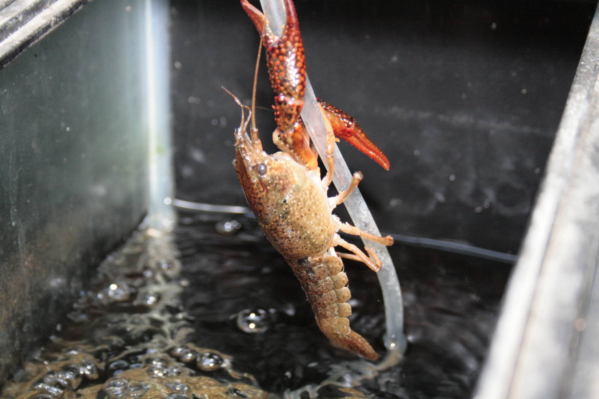 アメリカザリガニ アクアリウムwiki アメリカザリガニ アクアリウムwiki
